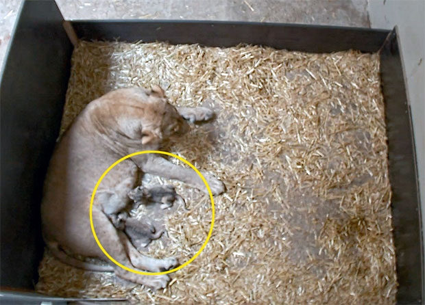 갓 태어난 새끼 한꺼번에 잡아먹은 어미 사자…이유는?