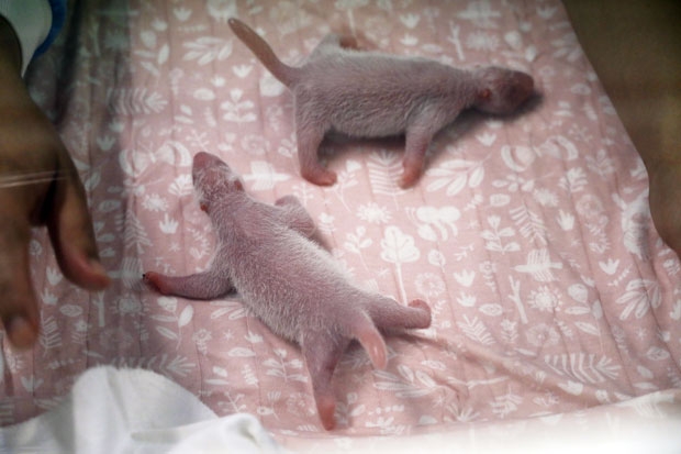 시진핑이 빌려준 자이언트 판다 ‘이란성 쌍둥이’ 출산 경사