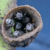 [핵잼 사이언스] 꿀벌의 양분 쪽쪽 빨아먹는 ‘기생충’도 있다