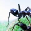 [핵잼 사이언스] 인간도 한 수 배우는 ‘청소의 달인’ 아즈테카 개미