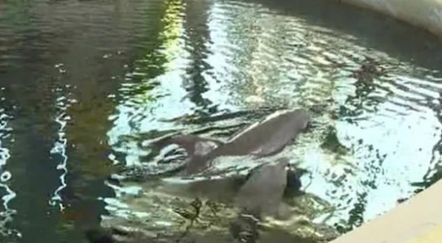 새끼 돌고래, 돌고래쇼 공연 중 돌연사… “과로가 원인인 듯”