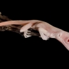 [핵잼 사이언스] 첨단 유전자 가위 기술로 첫 ‘알비노 도마뱀’ 탄생