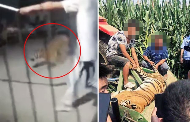 中 서커스 도중 우리 탈출한 호랑이…짧은 자유의 끝은 죽음