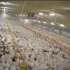 좁은 우리에 바글바글… ‘기형 닭’ 유통한 英 유명 체인점 영상 논란