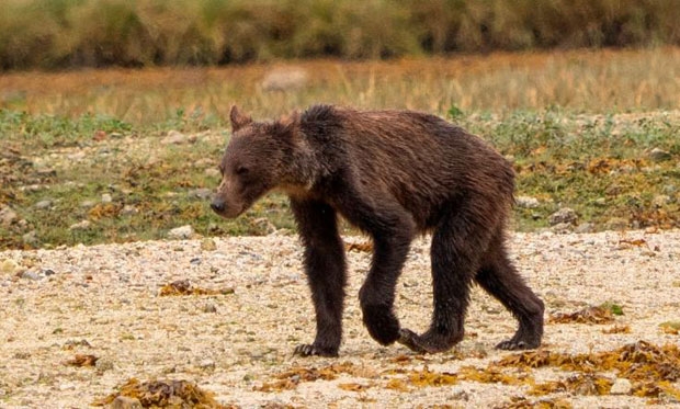 [안녕? 자연] 온난화로 연어가 사라지자…피골상접한 야생곰 무리