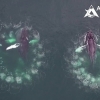 거품으로 물고기떼 잡다…혹등고래의 ‘버블넷 낚시’ 포착 (영상)