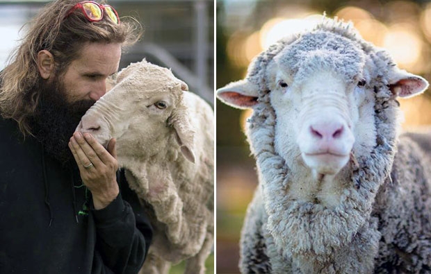 털 무게만 41.1㎏, 세계신기록 세웠던 ‘슈퍼양(羊)’ 하늘로…