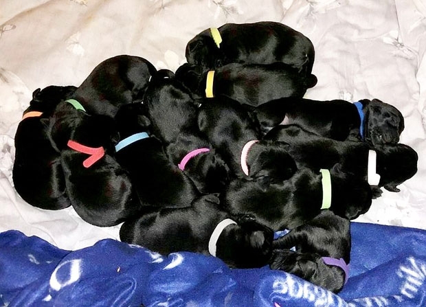 새끼 13마리 줄줄이 출산…英 ‘다둥이 견공’ 눈길