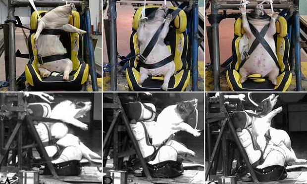 더미 대신 살아있는 아기 돼지…中 차량 충돌 테스트 논란