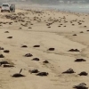 [여기는 호주] 호주 해변에 수백마리 새 사체 발견 미스터리…원인은?