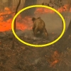 [여기는 호주] 호주 산불서 불에 타 도망가는 안타까운 코알라 (영상)