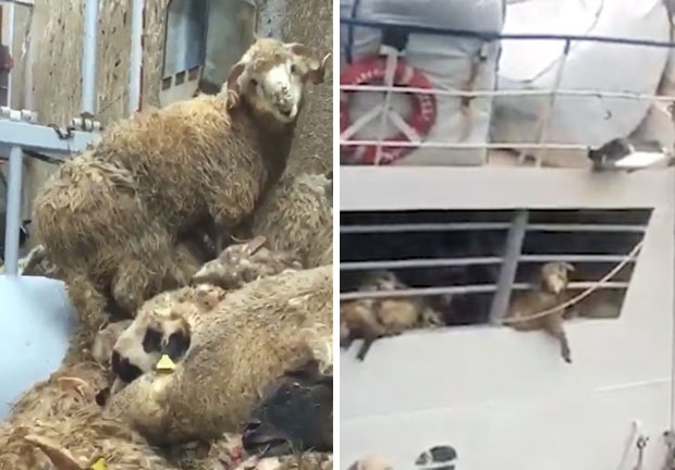 1만 4600마리 양 싣고 가던 화물선 침몰…필사의 구조작업