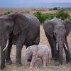 희귀 ‘분홍색 코끼리’ 케냐서 포착…어미 뒤 졸졸