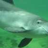 환경호르몬에 중독된 새끼 돌고래…출처는 ‘어미 모유’ (연구)