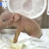 [와우! 과학] 돼지-원숭이 합친 ‘키메라 돼지’, 세계 최초 中서 탄생