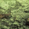 물고기 숨 못쉬는 ‘죽음의 해역’ 데드존 확산…대멸종 경계