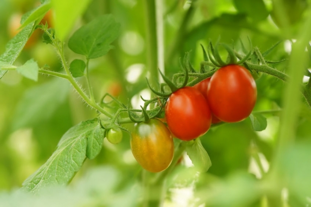 [핵잼 사이언스] 식물도 스트레스 받으면 ‘비명’ 지른다 (연구)