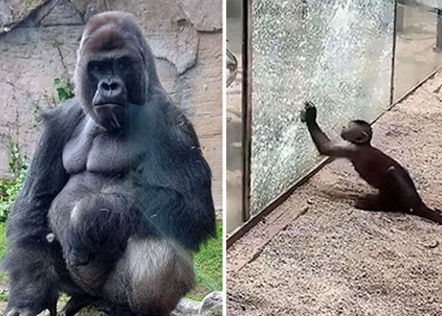 적개심 가득한 고릴라의 펀치…유리벽에 갇힌 동물들의 반란?