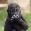 獨 동물원 역사상 최악의 날…화마에 희생된 무고한 동물들