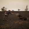 산불 탓에…기르던 소 직접 쏴죽인 호주 농장주의 눈물　