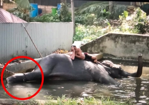 쇠사슬로 발 묶은 뒤 ‘인증샷’…반복되는 코끼리 학대 논란