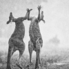 단비에 기뻐하는 호주 캥거루들 사진, 알고보니 ‘싸우는 중’