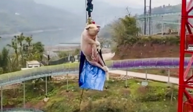 [여기는 중국] “그저 재미로”…살아있는 돼지에 번지점프 시킨 놀이공원