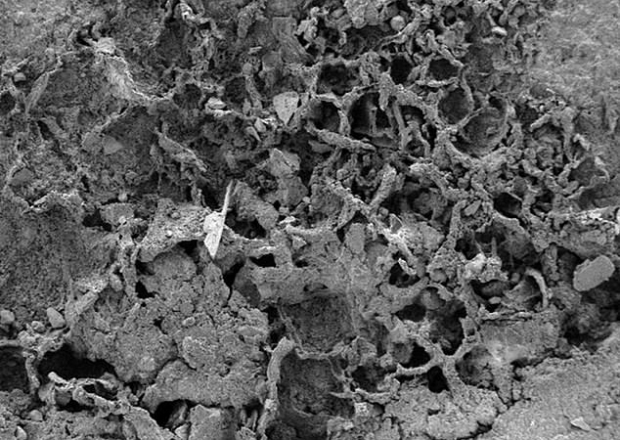 [와우! 과학] 8억년 된 ‘가장 오래된 버섯’ 흔적 찾았다