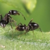 [와우! 과학] 전염병 막는 비결, 개미도 안다…‘집단면역’ 효과 확인