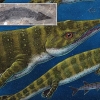 뾰족한 주둥이 가진 선사시대 해양 파충류, 9년만에 신종 확인