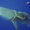 ‘천상의 휴양지’ 몰디브마저…밧줄에 칭칭 감긴 고래상어