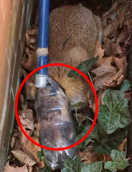 ‘인간이 미안해’…2ℓ 페트병에 머리 끼인 여우 (영상)