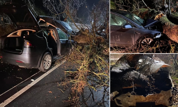 태풍에 쓰러진 나무가 ‘쾅’…테슬라 오토파일럿, 두가족 구해