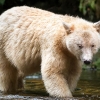 북극곰, 알비노도 아냐…‘전설의 백곰’ 캐나다 숲속서 포착