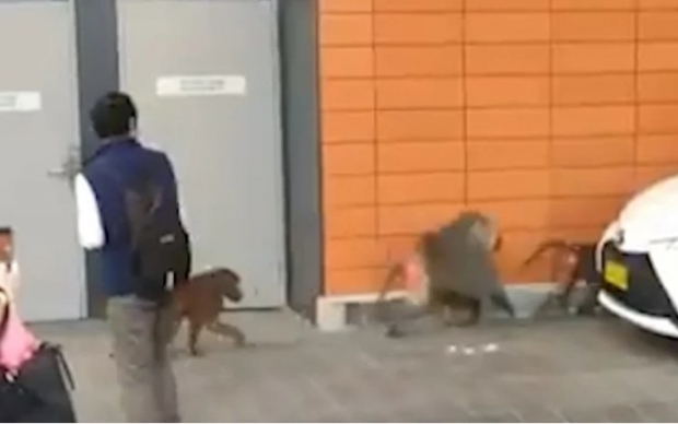 [여기는 호주] “정관수술 싫어!”…개코원숭이, 아내 둘 데리고 병원 탈출