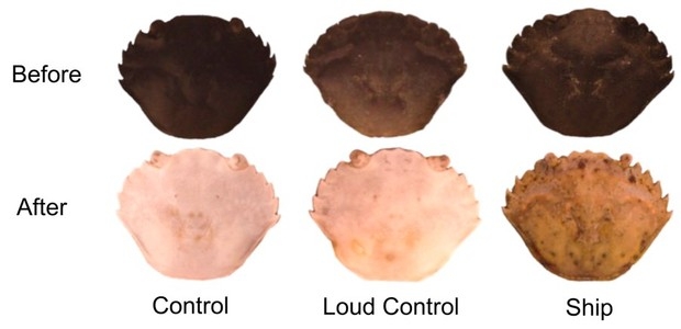 인간이 만든 소음공해, 꽃게의 보호색까지 앗아간다 (연구)