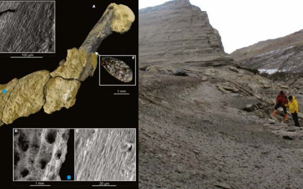 아르헨 연구진, 고대 펭귄의 ‘화석화된 피부’ 세계 최초 발견