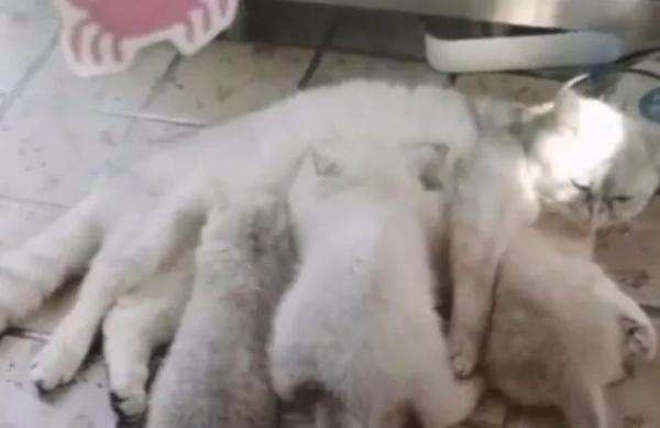 [여기는 중국] 코로나19로 일가족 격리…50일간 홀로 살아남은 고양이 사연
