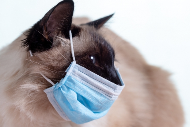 中연구팀, 동물 대상 코로나19 ‘의도적 감염’ 실험 결과 공개