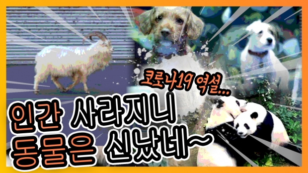 [플레이! 나우] 코로나19의 역설…인간 사라지니 동물은 신났네