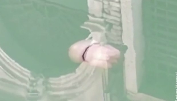 伊 베네치아 인간 사라지니 이번엔 해파리가 ‘둥둥’ (영상)