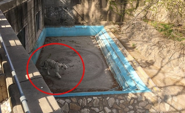 제자리 돌고 또 돌고…정신병 온 中동물원 호랑이 사연 (영상)