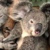 [여기는 호주] “동물도 코로나19 지원금 받아요” 호주 정부 동물원 지원한다