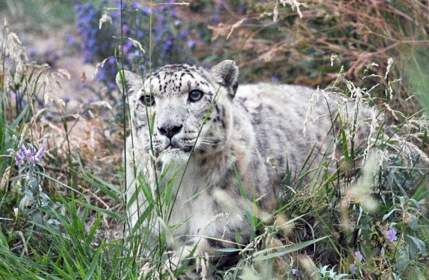 희귀 ‘눈표범’ 야생서 포획 후 동물원 보내겠다는 印정부 논란