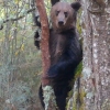 코로나의 역설…스페인 국립공원서 150년 만에 불곰 발견