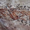 [핵잼 사이언스] 고대 오징어가 물고기 잡아먹는 순간…2억년 전 화석 발견