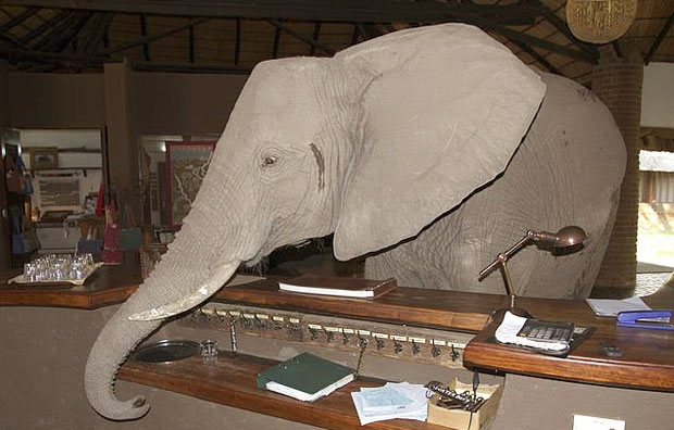 맛있는 과일나무 기억 ‘영리한 코끼리’…매년 같은 호텔 출몰하는 사연