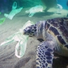 변비 걸린 바다거북, 알고보니 비닐봉지 ‘꿀꺽’…플라스틱 재앙