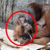 PETA “독일 동물원 오랑우탄, 코로나19로 목숨 잃었을 수도”