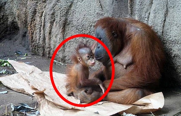 PETA “독일 동물원 오랑우탄, 코로나19로 목숨 잃었을 수도”